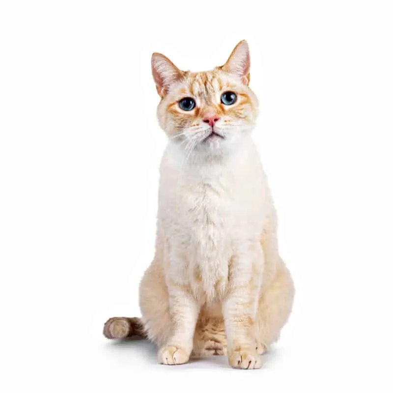 Hvorfor du bør adoptere en eldre katt [gjør en reell forskjell]' title=