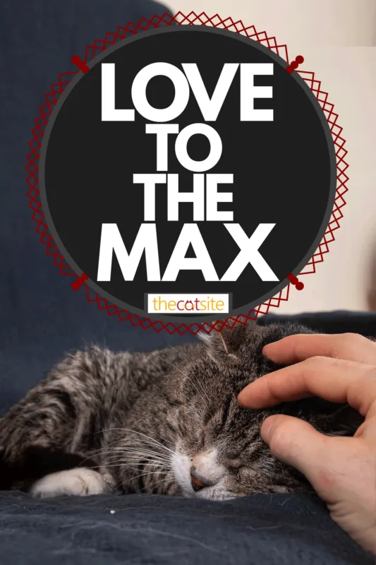 Comprendre et traiter le dysfonctionnement cognitif chez les chats
