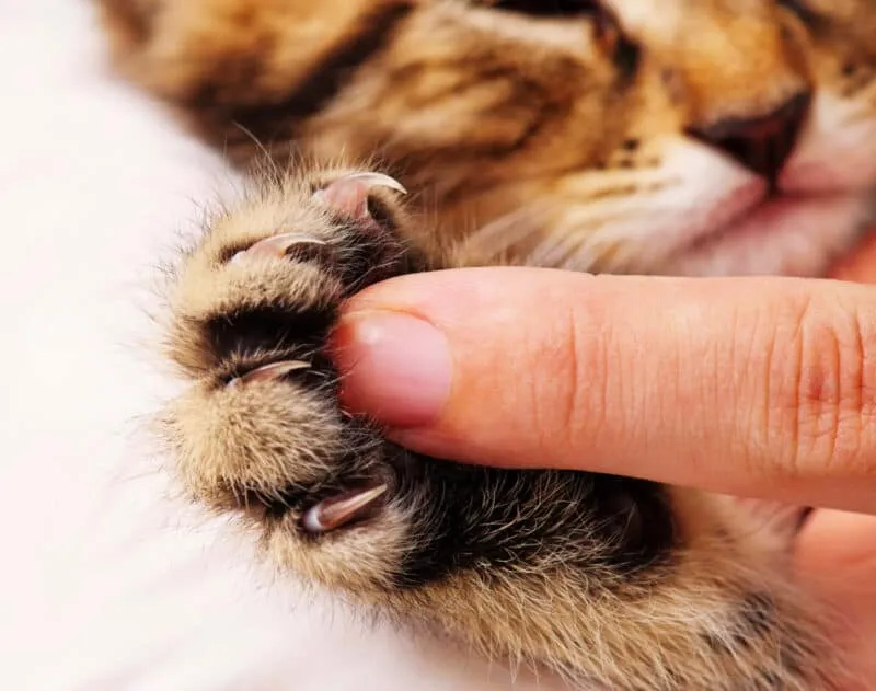 Por que os gatos não devem ser decapitados – consequências prejudiciais