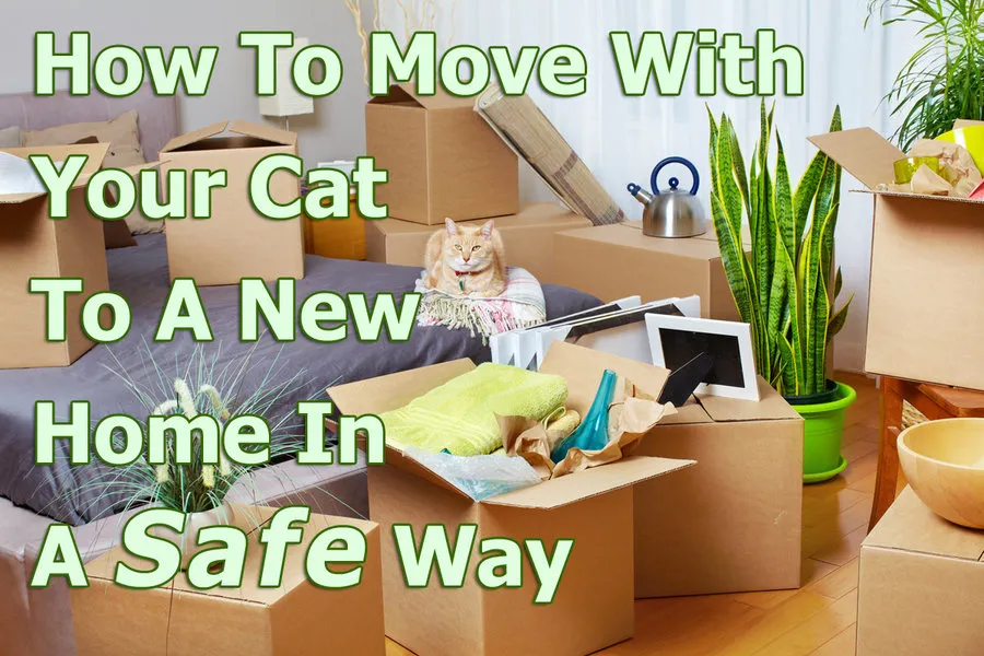 Comment déménager avec votre chat dans une nouvelle maison en toute sécurité