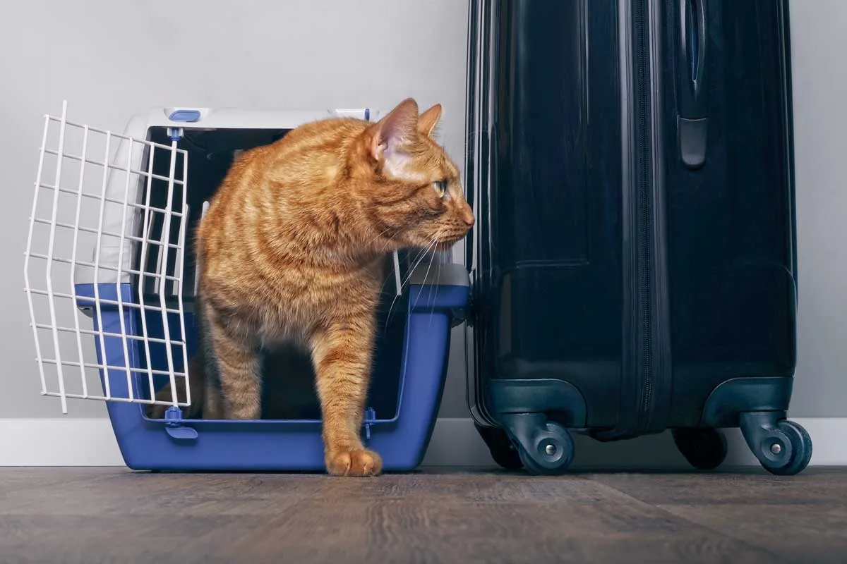 Gato ruivo saindo da gaiola azul Travelling With Cats [Inc. 36 dicas práticas]' title=
