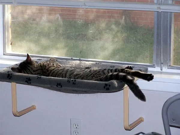 katt i fönsterbrädan' title=