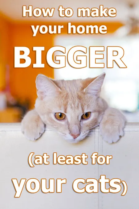 Hur du gör ditt hem större (åtminstone för dina katter)' title=