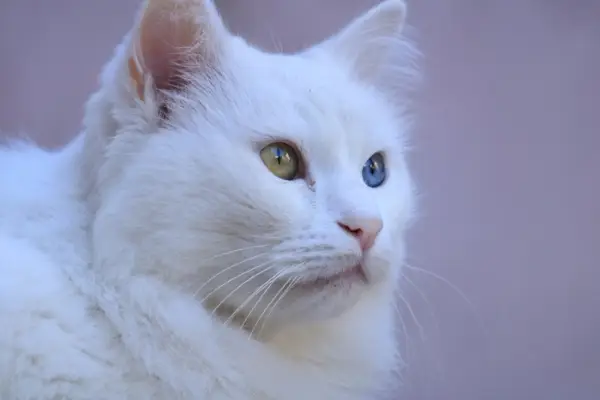 Süketség heterochromiás macskákban