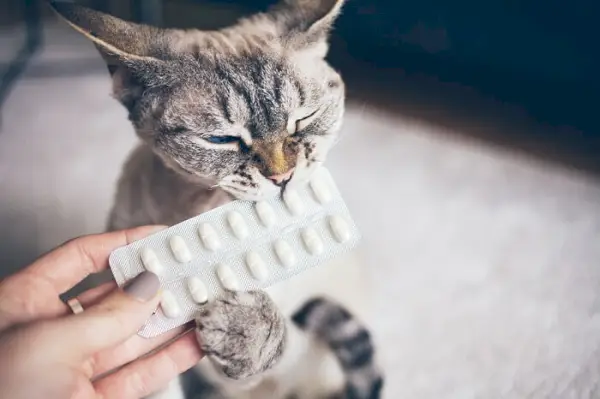 Katze mit einem Blatt Pillen