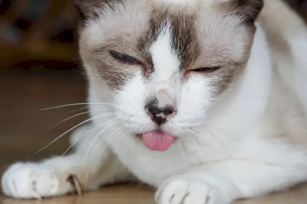 Image d'un chat présentant des signes de maux de dents