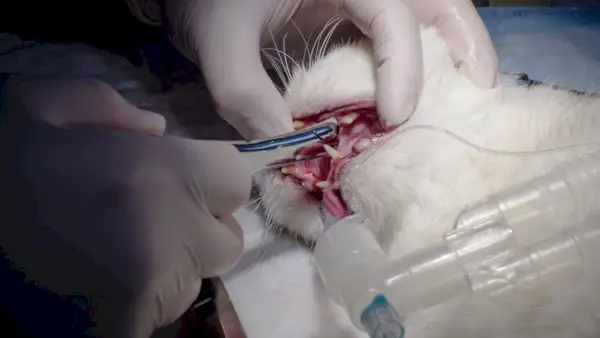 Foto capturando um gato submetido a extração dentária sob anestesia