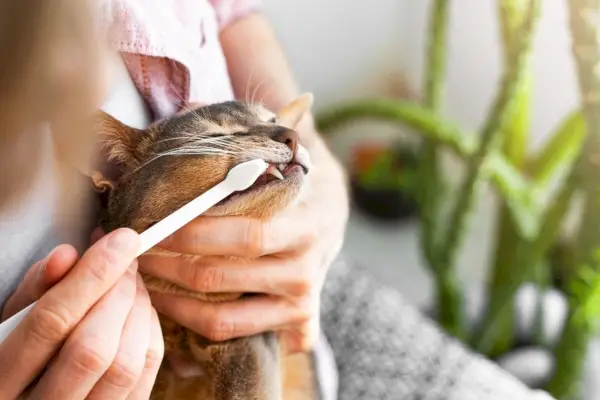 Imagen de un dueño cepillándole los dientes a un gato abisinio