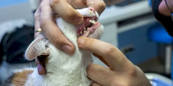 Imagen de un veterinario realizando un examen de la cavidad bucal de un gato.