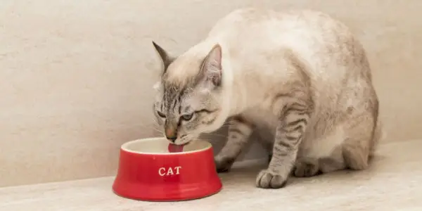 Een afbeelding die illustreert hoe je kunt voorkomen dat een kat zijn waterbak morst en oplossingen biedt voor de hydratatie van katten.