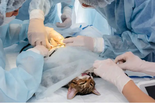 Chirurgie du chat