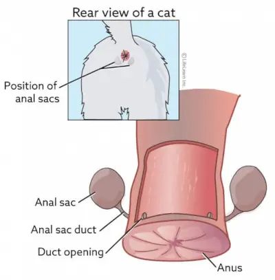 Et billede relateret til kattens analsække, der illustrerer en del af et kattedyr