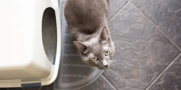 Un gato junto a una caja de arena, que ilustra la proximidad de un gato a su área de baño designada.