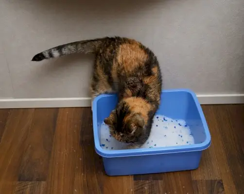 Um gato cavando em uma caixa sanitária, demonstrando o comportamento típico dos felinos ao usar uma caixa sanitária.