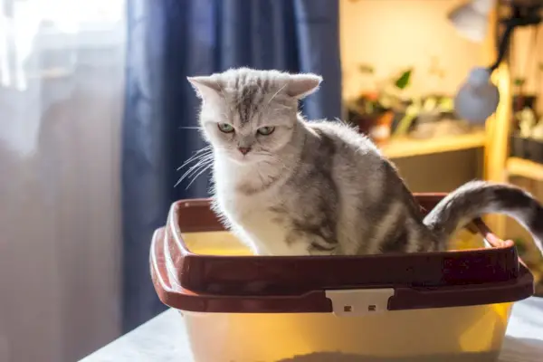 Kedilerin sindirim sağlığı konusunu vurgulayan, kedi kabızlığıyla ilgili bir özellik görseli.