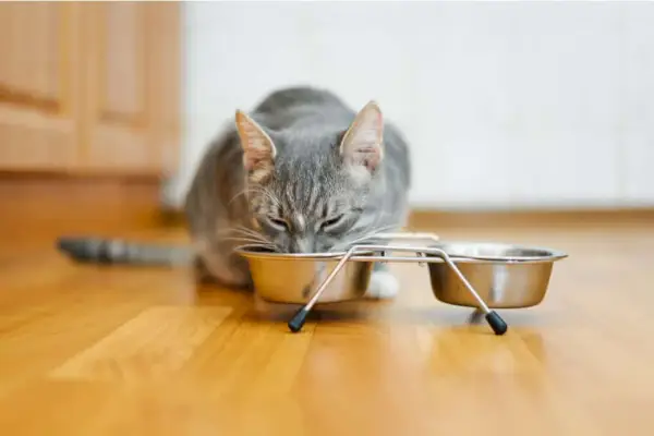 snorhaarvermoeidheid voorbeeld van katten die uit een kom eten