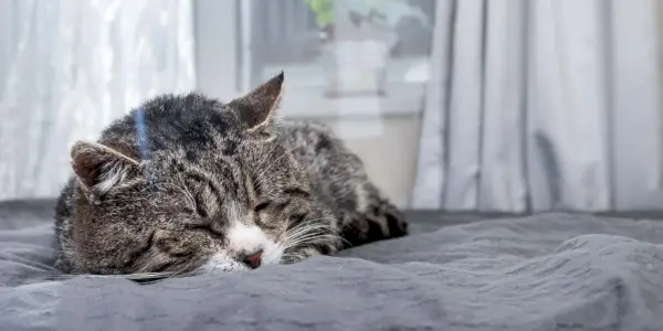 Un vieux chat tigré dormant sur un lit moelleux devant une fenêtre.