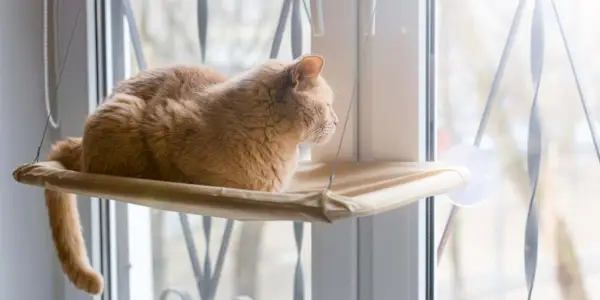 Un gatto arancione seduto sul trespolo di una finestra che guarda fuori.