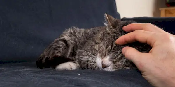 Close-up de um gato cinza idoso dormindo em um sofá azul e sendo arranhado na cabeça por uma mão humana.