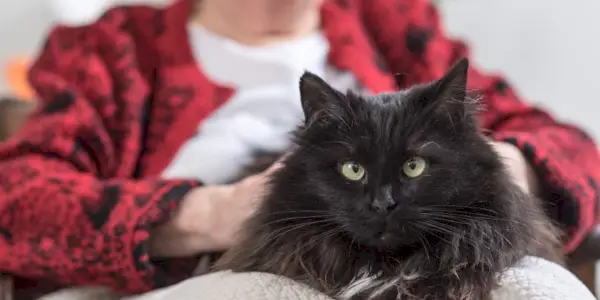 Image en gros plan d'un chat gris caressé par une femme âgée en arrière-plan.