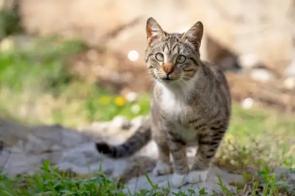 Gatto dagli occhi strabici