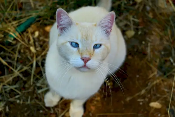 Katze mit gekreuzten Augen