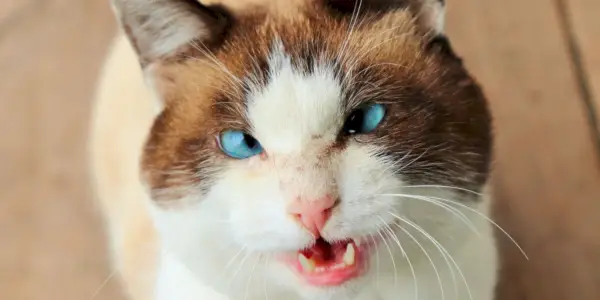 schielende Katze mit blauen Augen