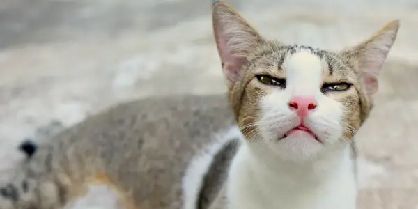 Ein Bild, das das Vorhandensein einer Bordetella-Infektion bei Katzen thematisiert