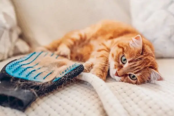 Pérdida de pelo en gatos: causas, síntomas y tratamiento