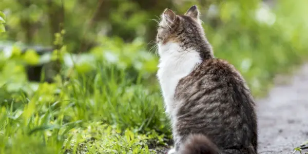 El gato doméstico se sienta de espaldas al camino.