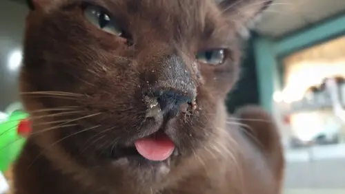 Bild mit der Abkürzung FCV, die das feline Calicivirus bei Katzen darstellt.