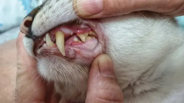 caries chez les chats en gros plan