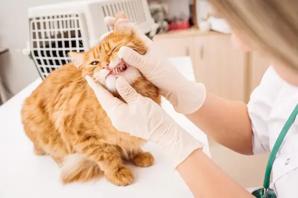 gatto nel controllo dentistico