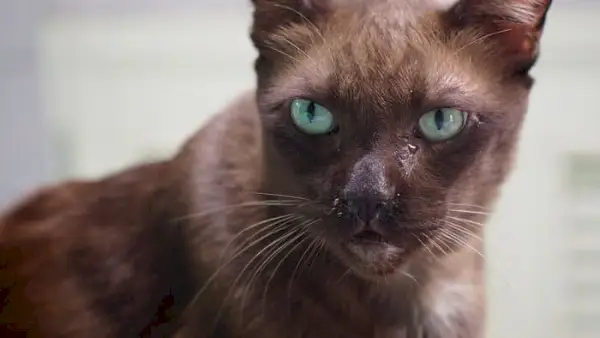 Causas de los ojos llorosos en los gatos.