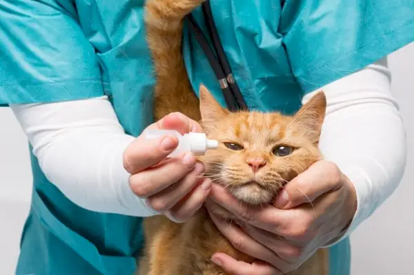 Tratamiento de los ojos llorosos del gato.