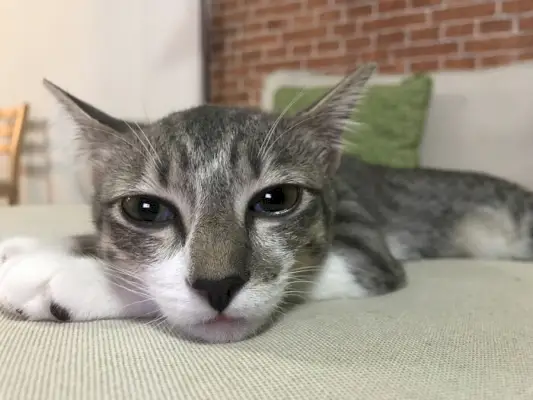 Um gato com olhos lacrimejantes, indicando potencial desconforto ocular ou problemas de saúde em felinos.