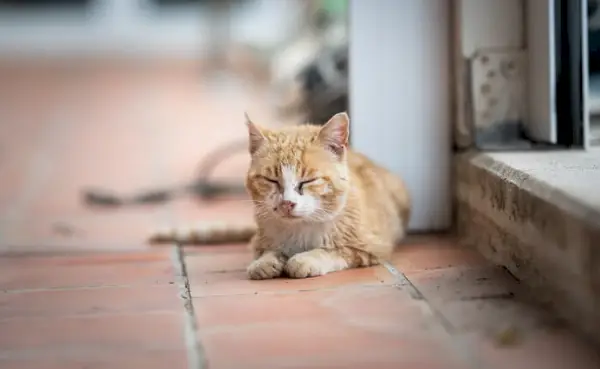 recurso de uveíte em gatos