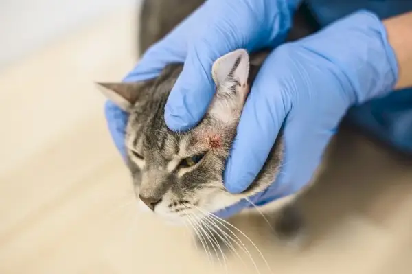 alergia a la comida para gatos