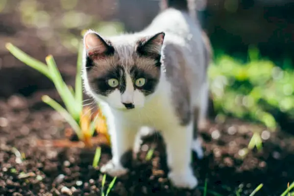 Gatito viviendo al aire libre