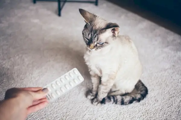 Person hält ein Blatt Pillen neben einer Katze