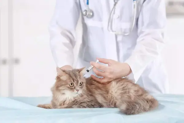 Feline leukemivaksine