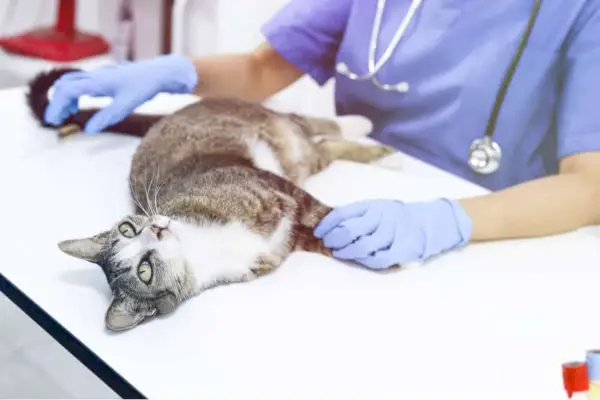 Insuficiência renal em gatos Diagnóstico de gato no veterinário