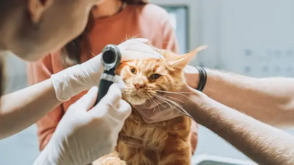 Tierärzte untersuchen die Augen eines Haustiers der Maine Coon