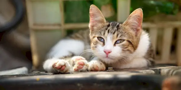 Ojo de cereza en gatos: El gato muestra su tercer párpado