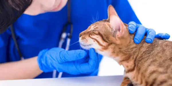 猫のリンパ節腫大（リンパ節腫大）：原因、症状、治療