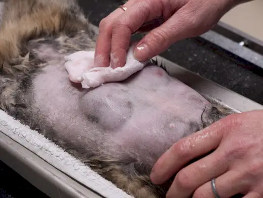 Uma imagem que representa o tema do câncer em gatos, incentivando a conscientização, a detecção precoce e os cuidados médicos adequados para a saúde felina