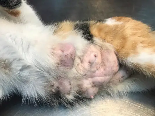 Une image abordant la présence du cancer du sein chez le chat