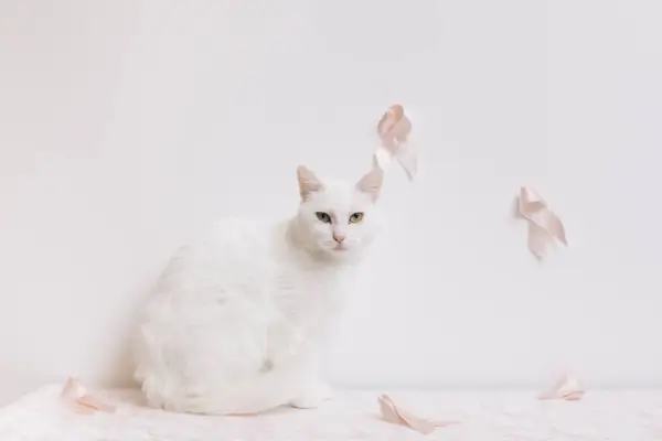 Uma imagem representando um gato afetado pelo câncer de mama