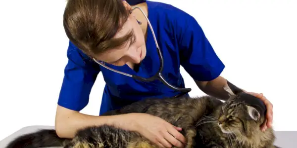 En bild som porträtterar en katt under ett besök hos veterinären