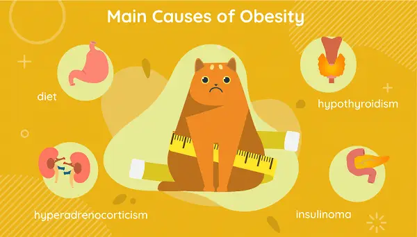 Mačja pretilost – uzroci, simptomi i liječenje
